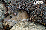 Peromyscus-leucopus tornillo